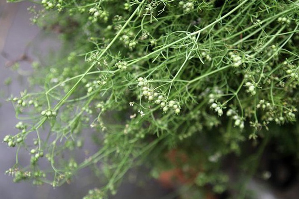 Cách xả xui bằng mùi già