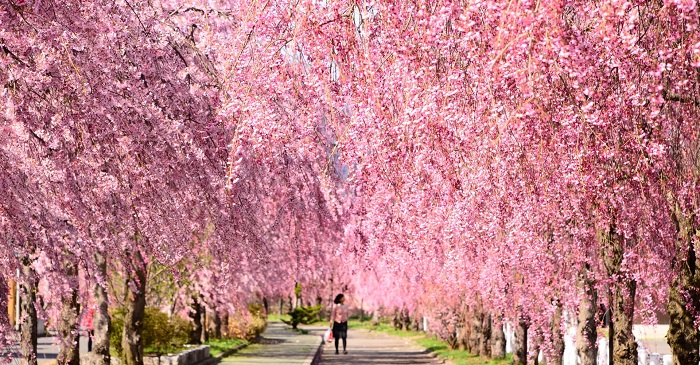 Hình ảnh hoa anh đào đẹp Hình ảnh hoa anh đào đẹp