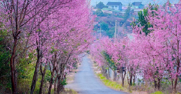 Hình ảnh hoa anh đào đẹp Hình ảnh hoa anh đào đẹp