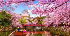 Hoa anh đào nở vào mùa nào, có ý nghĩa gì? Hình ảnh đẹp, câu nói hay về hoa anh đào