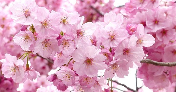 Tìm hiểu về hoa anh đào Tìm hiểu về hoa anh đào