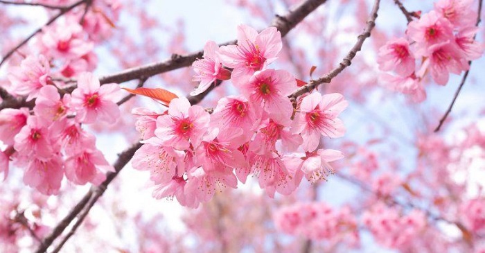Hình ảnh hoa anh đào đẹp Hình ảnh hoa anh đào đẹp