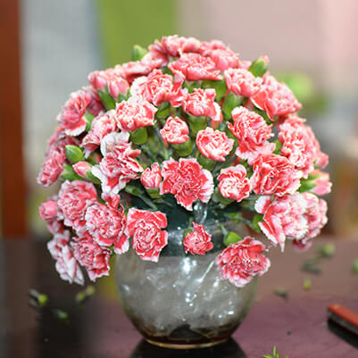 Bình hoa cẩm chướng Bình hoa cẩm chướng