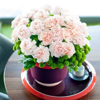 Hoa cẩm chướng để bàn sang trọng Hoa cẩm chướng để bàn sang trọng