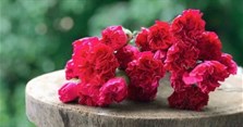 Hoa cẩm chướng (hoa phăng) có ý nghĩa gì? Cách cắm hoa phăng đẹp nhất