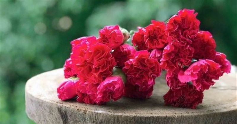 Hoa cẩm chướng (hoa phăng) có ý nghĩa gì? Cách cắm hoa phăng đẹp nhất
