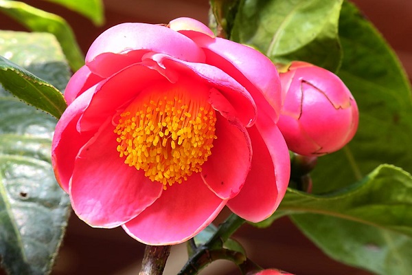 Tìm hiểu về hoa hải đường