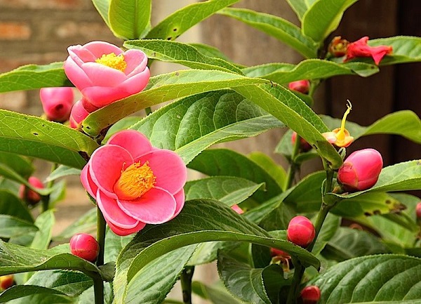 Giá hoa hải đường bao nhiêu? Mua ở đâu? Giá hoa hải đường bao nhiêu? Mua ở đâu?