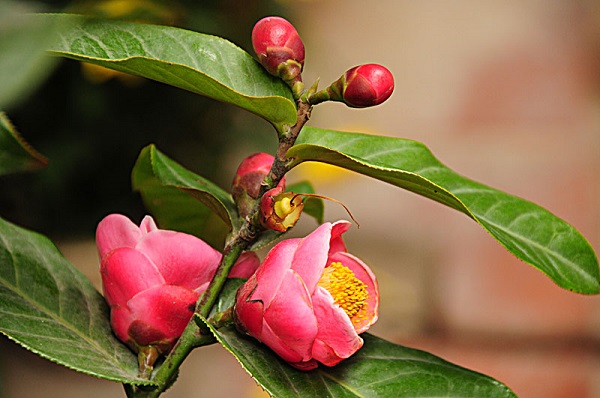 Cách trồng hoa hải đường Cách trồng hoa hải đường