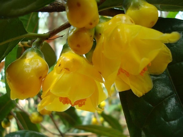 Những lưu ý khi trồng hoa hải đường Những lưu ý khi trồng hoa hải đường