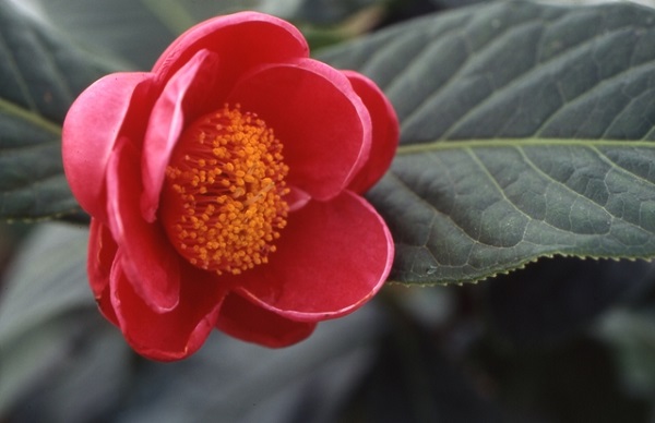 Cách chăm sóc hoa hải đường Cách chăm sóc hoa hải đường