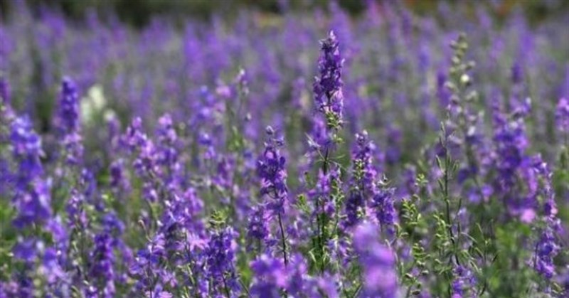 Hoa violet là hoa gì, màu gì? Ý nghĩa và cách cắm hoa violet đẹp
