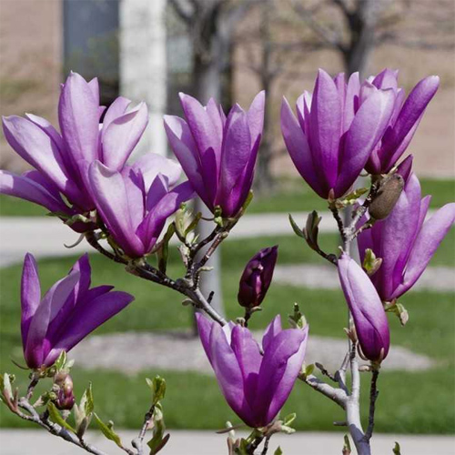 Ý nghĩa của hoa mộc lan Ý nghĩa của hoa mộc lan