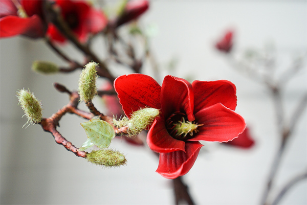 Ý nghĩa của hoa mộc lan Ý nghĩa của hoa mộc lan