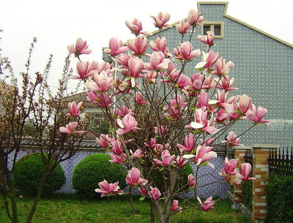 Ý nghĩa của hoa mộc lan Ý nghĩa của hoa mộc lan