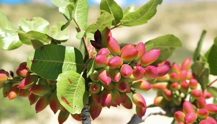 Quả hạt dẻ cười Quả hạt dẻ cười