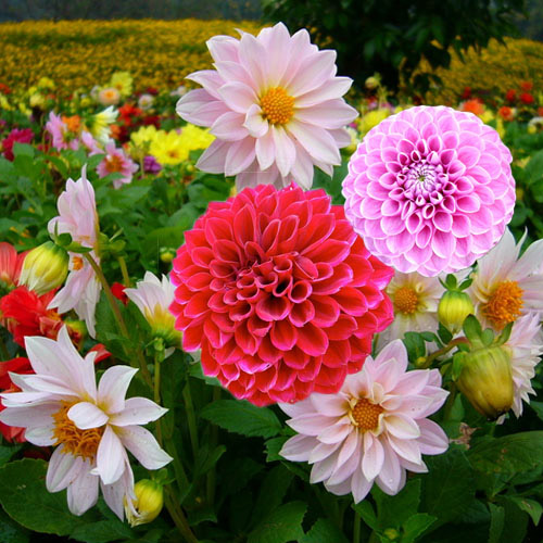 Các loại hoa thuợc dược Ý nghĩa của loài hoa thược dược