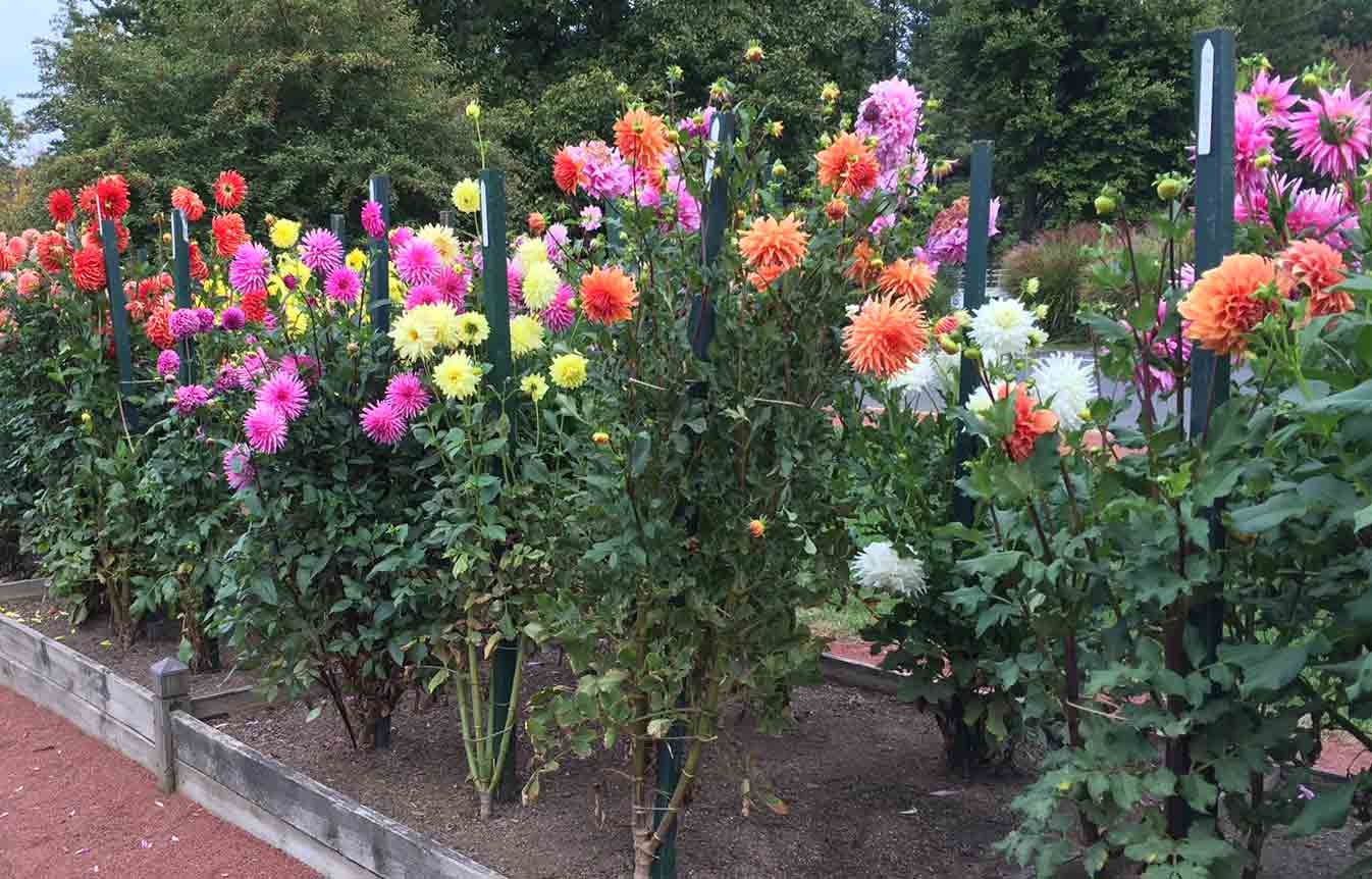 Hướng dẫn cách trồng hoa thược dược Hướng dẫn cách trồng hoa thược dược