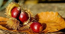 Tác dụng của hạt dẻ là gì? Cách luộc hạt dẻ thơm ngon tại nhà