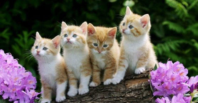 1987 sao gì năm 2024