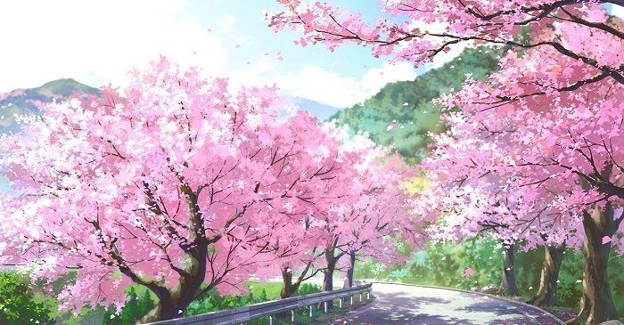 Hình ảnh hoa anh đào đẹp Hình ảnh hoa anh đào đẹp