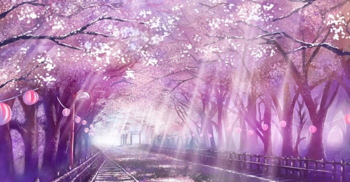 Hình ảnh hoa anh đào đẹp Hình ảnh hoa anh đào đẹp