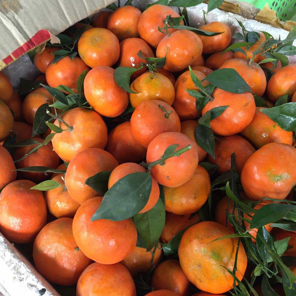 Tìm hiểu về cam Canh Tìm hiểu về cam Canh