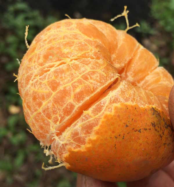 Hướng dẫn cách bảo quản cam Canh để được lâu Hướng dẫn cách bảo quản cam Canh để được lâu