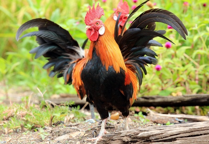 Vận hạn tuổi Đinh Dậu năm 2024: Tuổi Đinh Dậu năm 2024 sao gì chiếu?