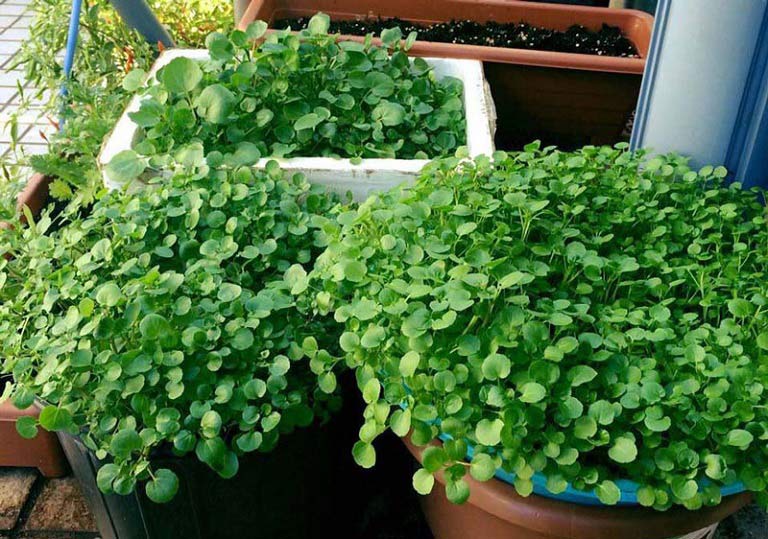 Tìm hiểu về rau cải xoong