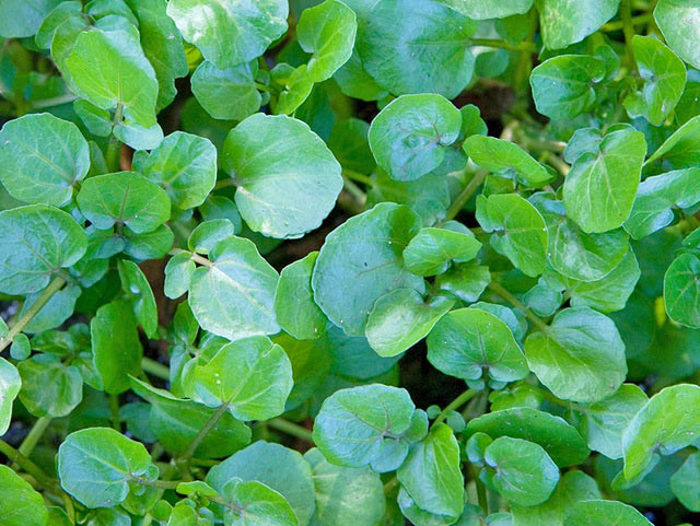 Tác dụng của rau cải xoong