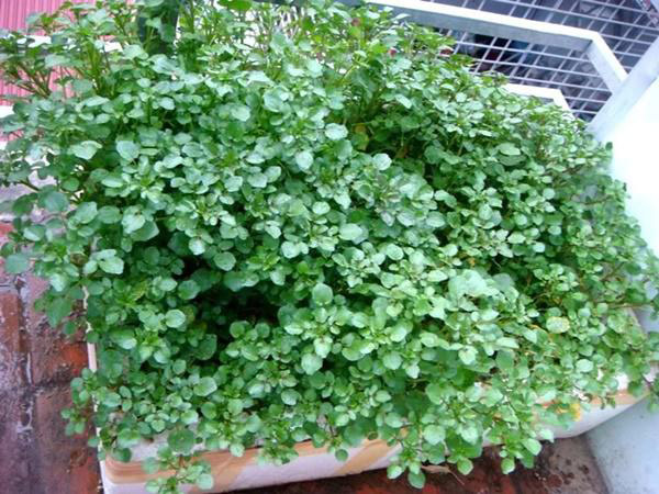 Hướng dẫn cách trồng và chăm sóc rau cải xoong