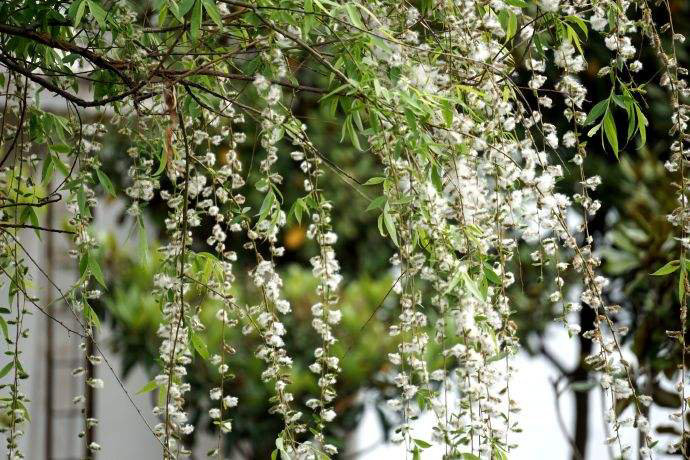 Tết Thanh minh có phải Tết Hàn thực không? Tết Thanh minh có phải Tết Hàn thực không?