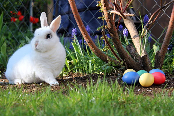 Thỏ Phục sinh