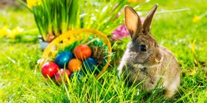 Thỏ Phục sinh (Easter Bunny) là gì? Câu chuyện và ý nghĩa của Thỏ Phục sinh