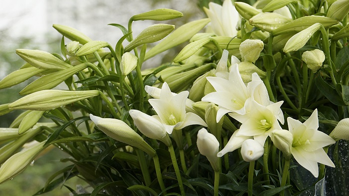 Những hình ảnh hoa loa kèn trắng đẹp tinh khôi chào hè Những hình ảnh hoa loa kèn trắng đẹp tinh khôi chào hè