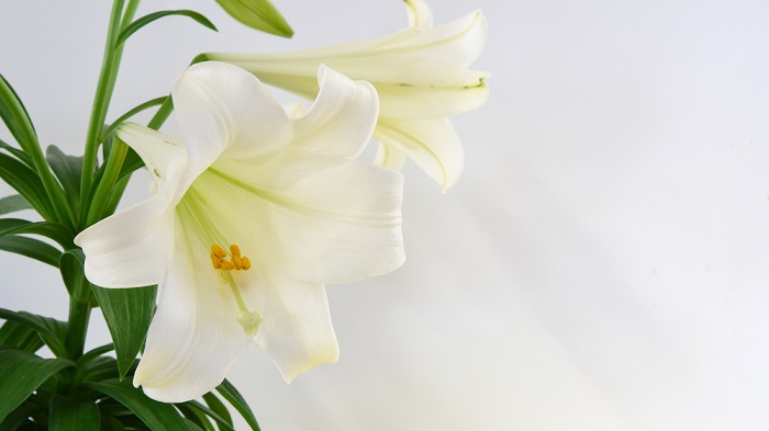 Những hình ảnh hoa loa kèn trắng đẹp tinh khôi chào hè Những hình ảnh hoa loa kèn trắng đẹp tinh khôi chào hè