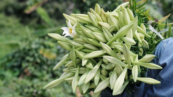 Những hình ảnh hoa loa kèn trắng đẹp tinh khôi chào hè Những hình ảnh hoa loa kèn trắng đẹp tinh khôi chào hè