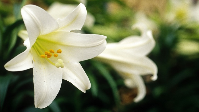 Những hình ảnh hoa loa kèn trắng đẹp tinh khôi chào hè Những hình ảnh hoa loa kèn trắng đẹp tinh khôi chào hè