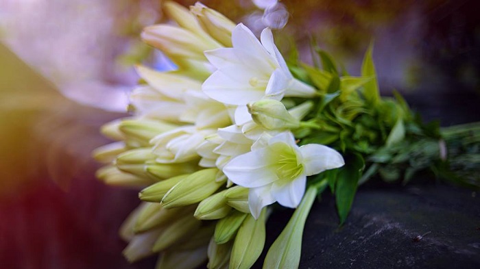 Những hình ảnh hoa loa kèn trắng đẹp tinh khôi chào hè Những hình ảnh hoa loa kèn trắng đẹp tinh khôi chào hè