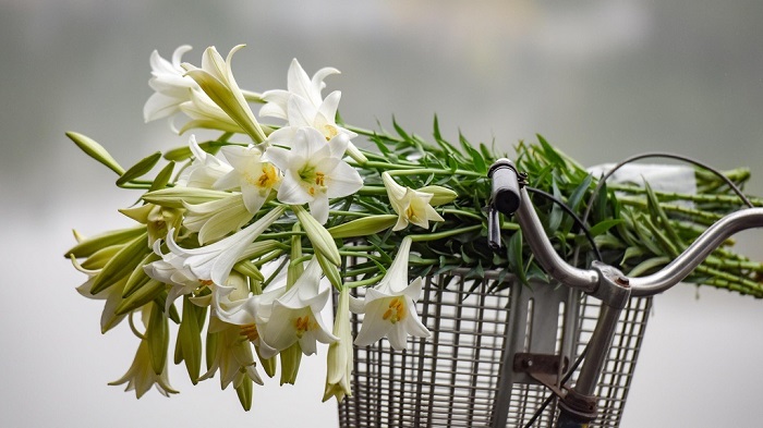 Những hình ảnh hoa loa kèn trắng đẹp tinh khôi chào hè Những hình ảnh hoa loa kèn trắng đẹp tinh khôi chào hè