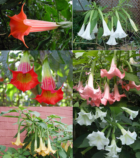 Hoa hơi thở của quỷ có độc cũng được nhiều người gọi là hoa loa kèn Hoa hơi thở của quỷ có độc cũng được nhiều người gọi là hoa loa kèn