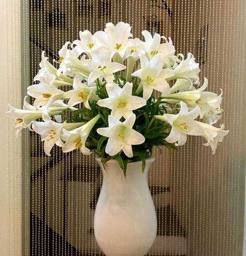 Cách cắm hoa loa kèn với lọ hoa cao cổ Cách cắm hoa loa kèn với lọ hoa cao cổ