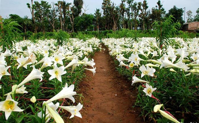 Cách trồng hoa loa kèn Cách trồng hoa loa kèn