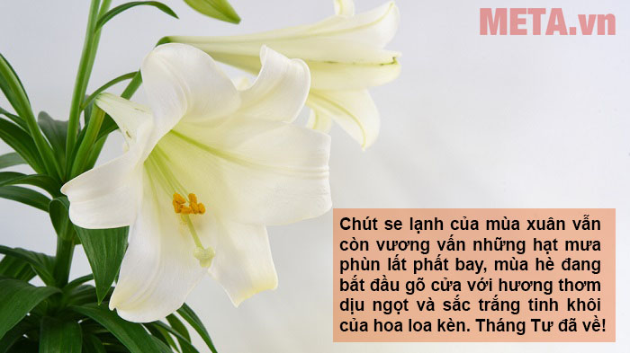 Những hình ảnh hoa loa kèn đẹp kèm câu nói hay và ý nghĩa Những hình ảnh hoa loa kèn đẹp kèm câu nói hay và ý nghĩa