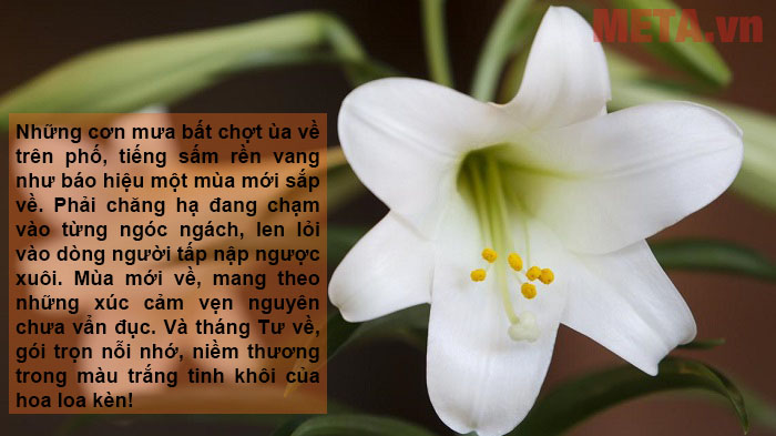 Những hình ảnh hoa loa kèn đẹp kèm câu nói hay và ý nghĩa Những hình ảnh hoa loa kèn đẹp kèm câu nói hay và ý nghĩa