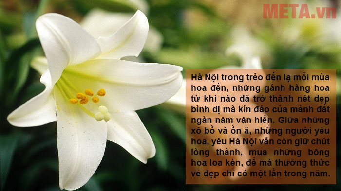 Những hình ảnh hoa loa kèn đẹp kèm câu nói hay và ý nghĩa Những hình ảnh hoa loa kèn đẹp kèm câu nói hay và ý nghĩa