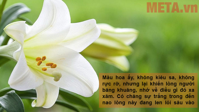 Những hình ảnh hoa loa kèn đẹp kèm câu nói hay và ý nghĩa Những hình ảnh hoa loa kèn đẹp kèm câu nói hay và ý nghĩa