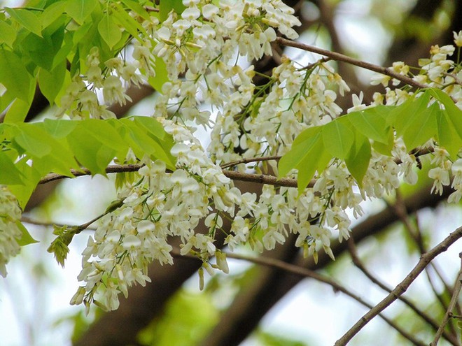 Sự tích về rét nàng Bân Sự tích về rét nàng Bân