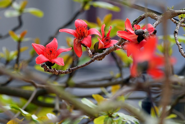 Tác dụng của hoa gạo đỏ Tác dụng của hoa gạo đỏ